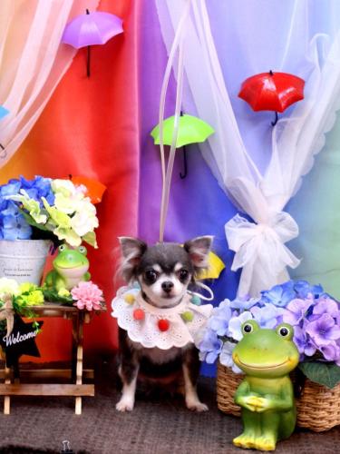 20230608ブルーちゃん